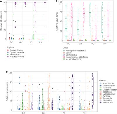 Analysis of the Gut Bacterial Community of Wild Larvae of Anastrepha fraterculus sp. 1: Effect of Host Fruit, Environment, and Prominent Stable Associations of the Genera Wolbachia, Tatumella, and Enterobacter